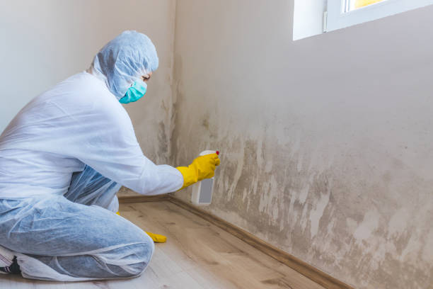 Licensed Mold Cleanup service in Topsfield, MA - WQB Mold Removal